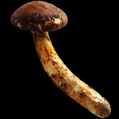 Matsutake mushroom - Food in Tomodachi Life