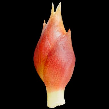 Myoga ginger - Food in Tomodachi Life