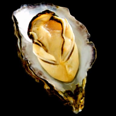 Oyster - Food in Tomodachi Life