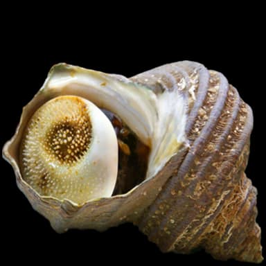 Grilled turban shell - Food in Tomodachi Life