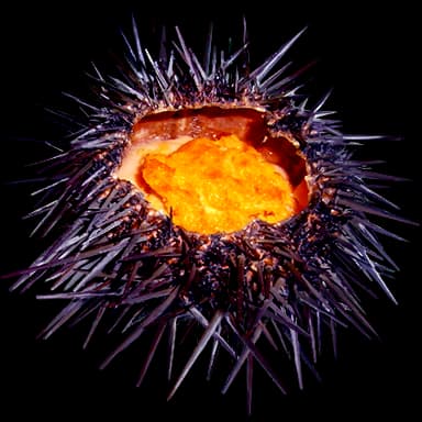 Sea urchin - Food in Tomodachi Life